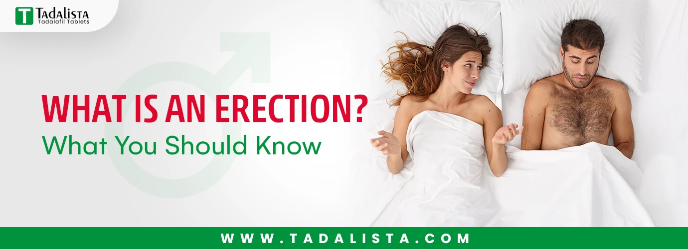 What Is an Erection?
